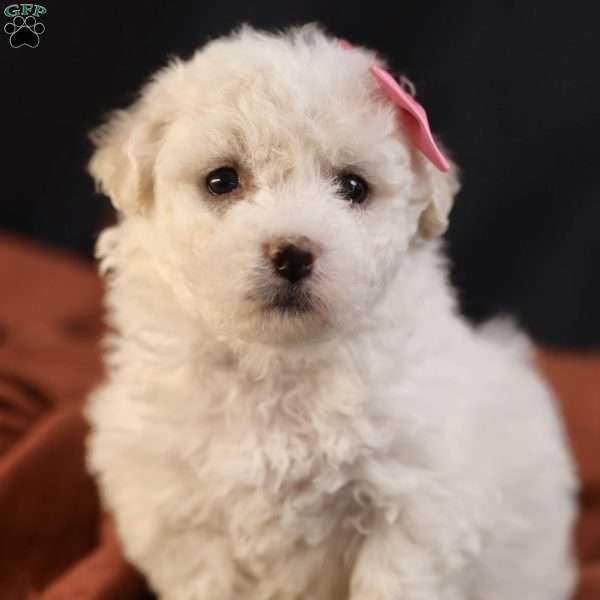 Brianna, Bichon Frise Puppy